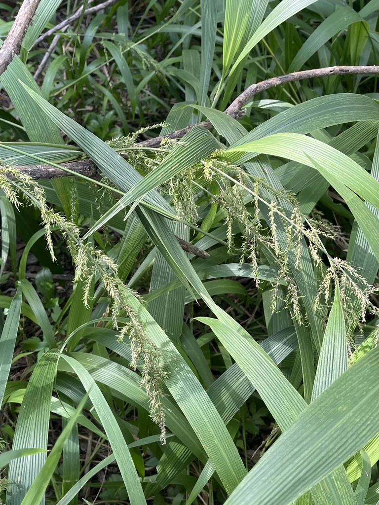 Setaria Palmifolia