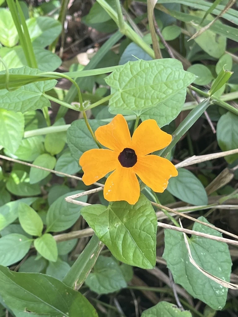 Thunbergia Alata
