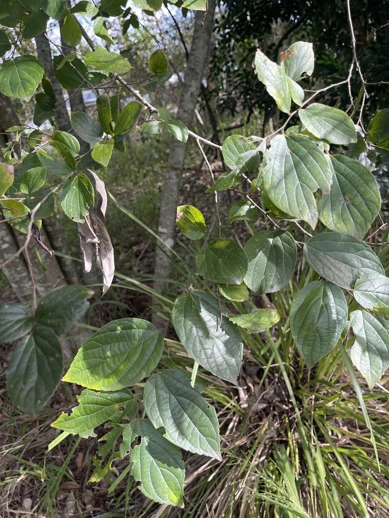 Celtis Sinensis
