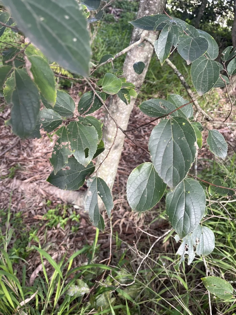 Celtis Sinensis