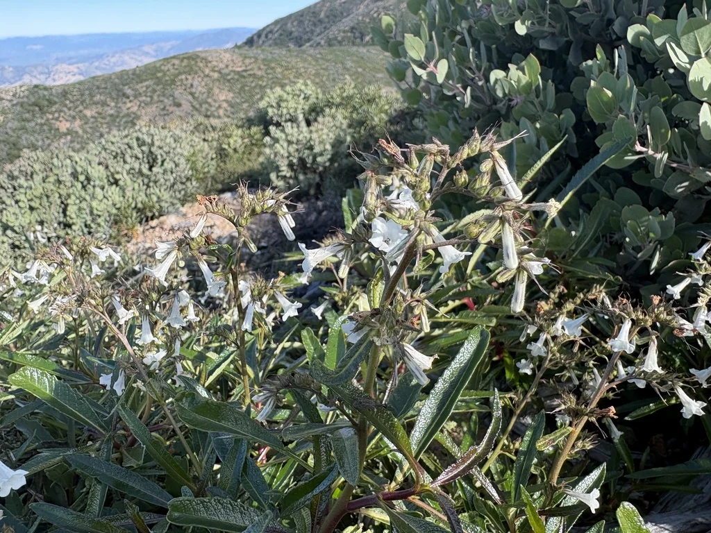 Eriodictyon Californicum