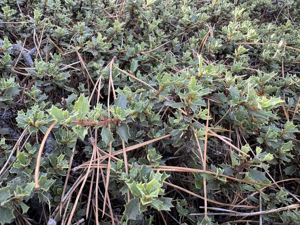 Ceanothus Prostratus