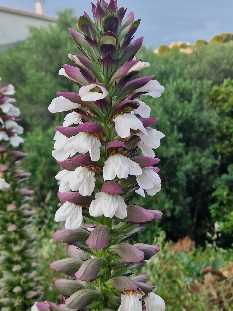 Acanthus Mollis
