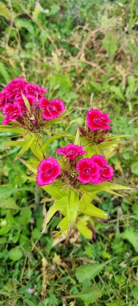 Dianthus Barbatus