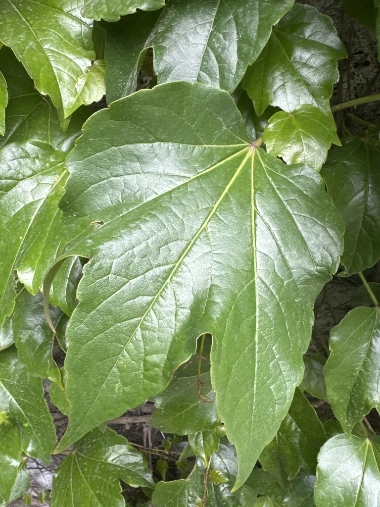 Parthenocissus Tricuspidata