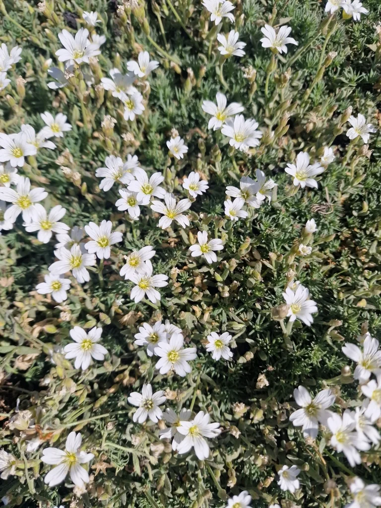 Cerastium tomentosum