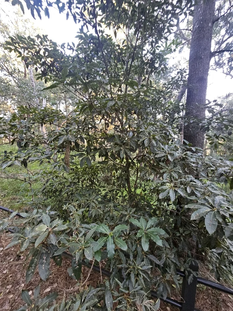 Pittosporum Undulatum