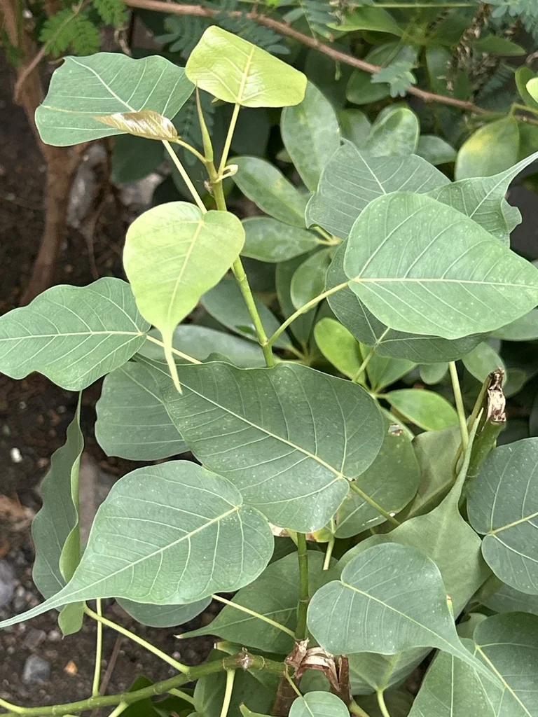 Ficus Religiosa