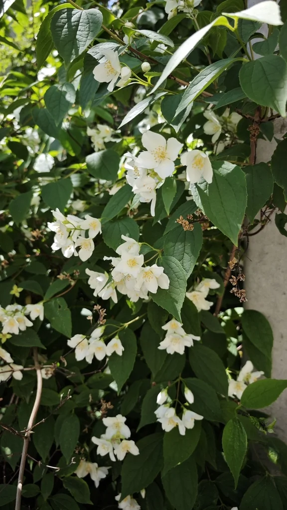 Philadelphus Coronarius