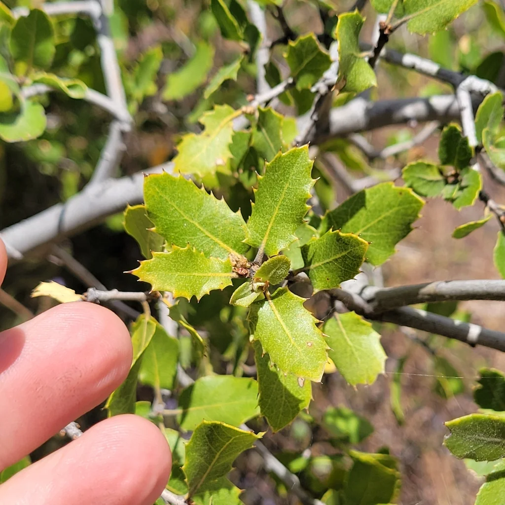 Quercus Wislizenii