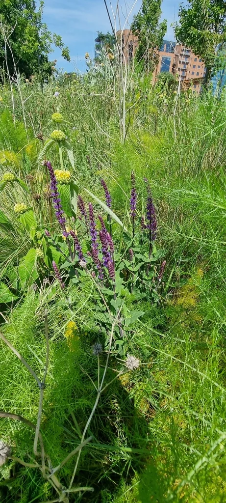 Salvia nemorosa