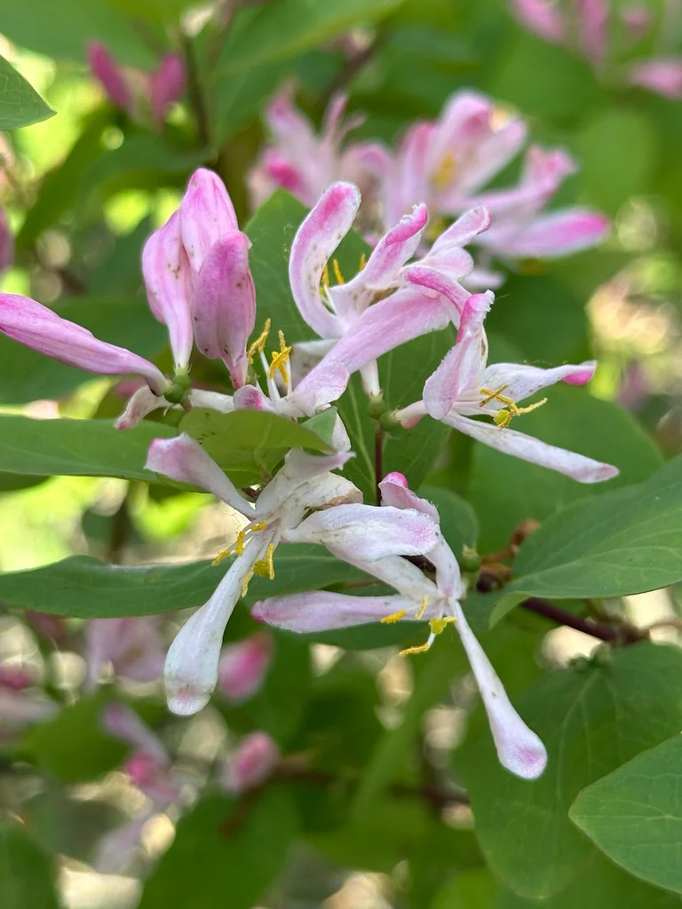 Lonicera Tatarica