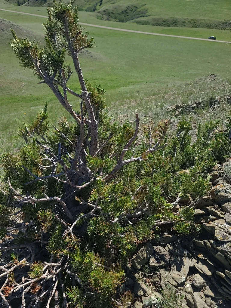 Pinus Flexilis