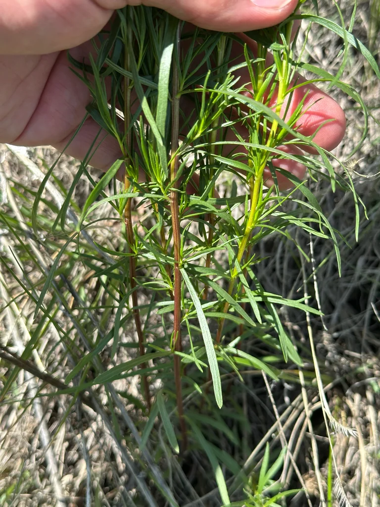 Artemisia Dracunculus