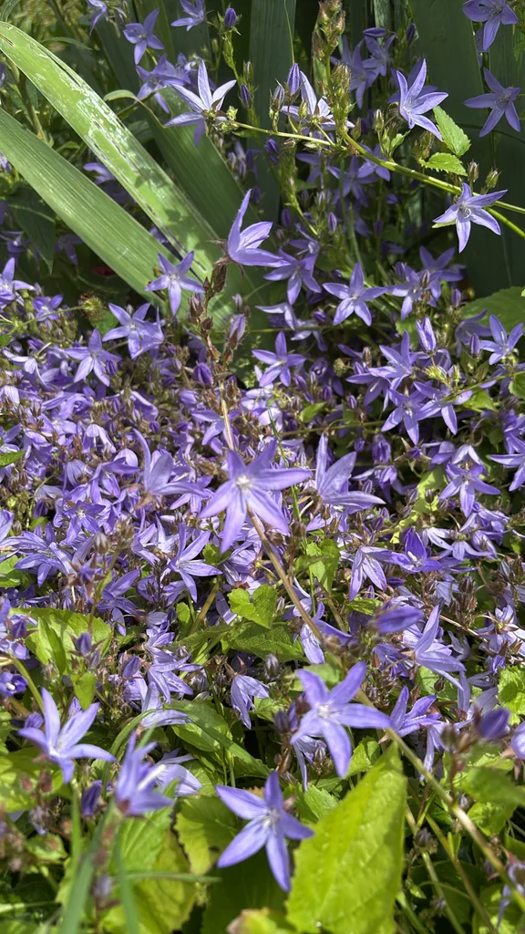Campanula Poscharskyana
