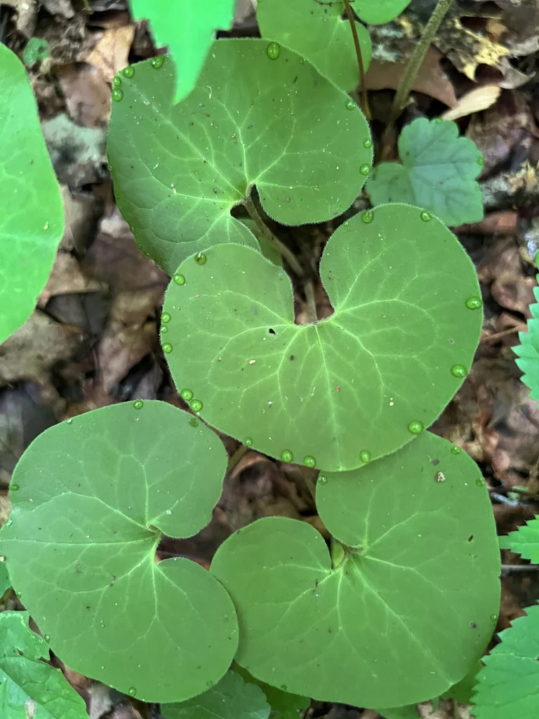 Asarum Canadense