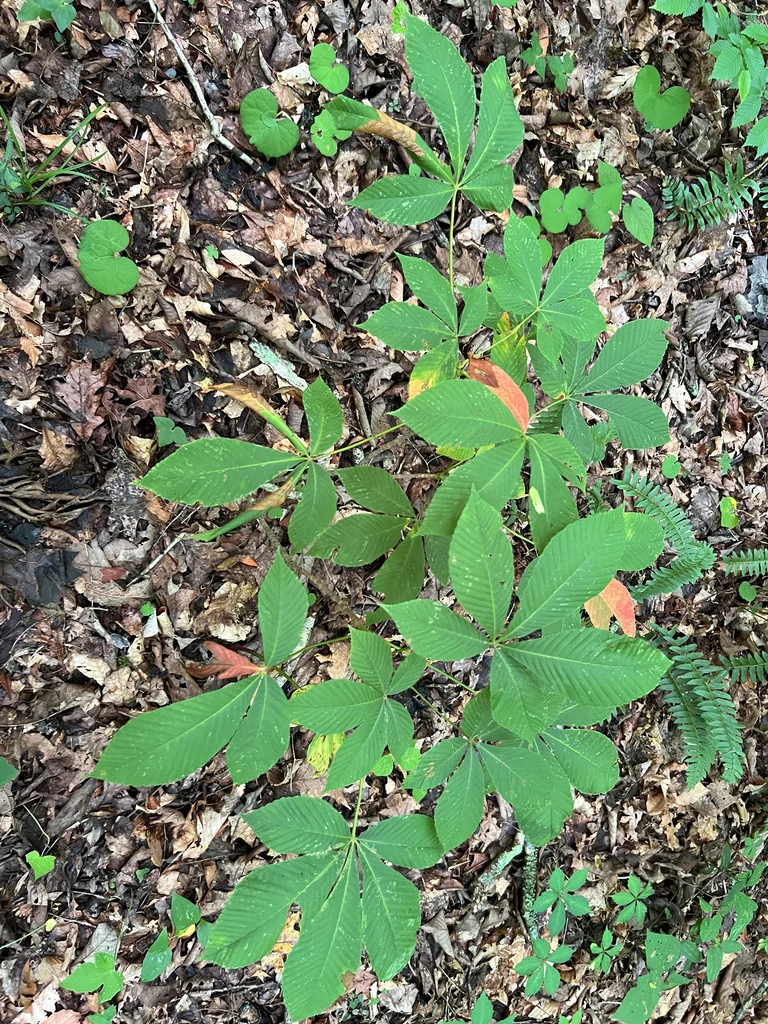 Aesculus Pavia