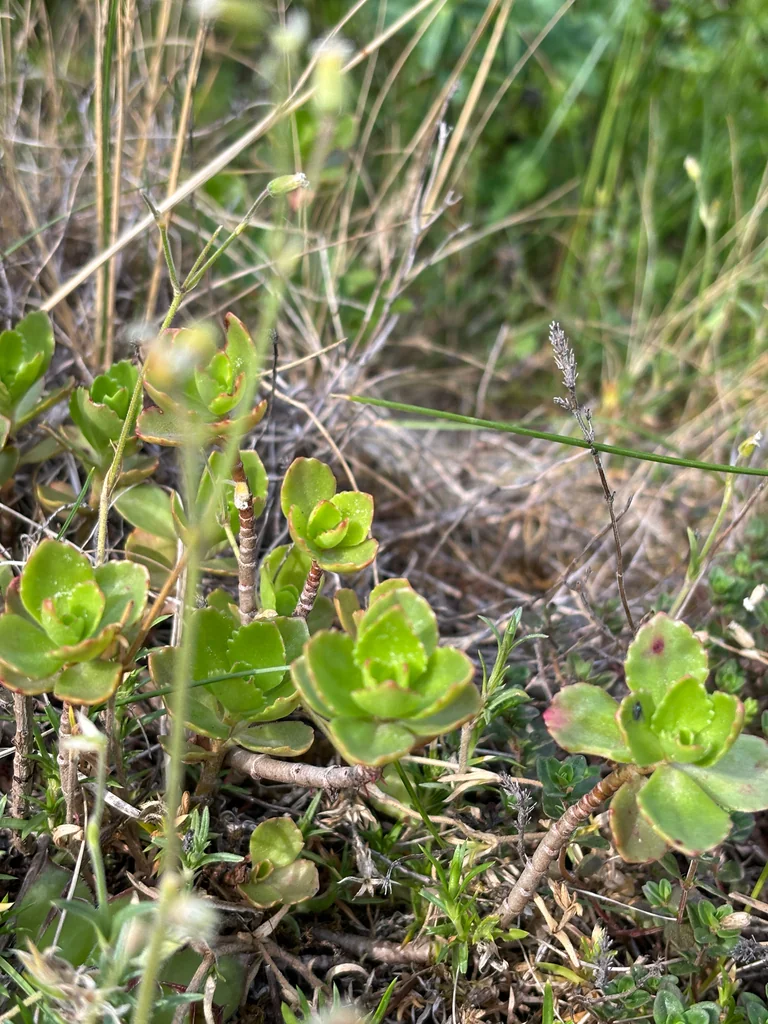 Sedum spurium