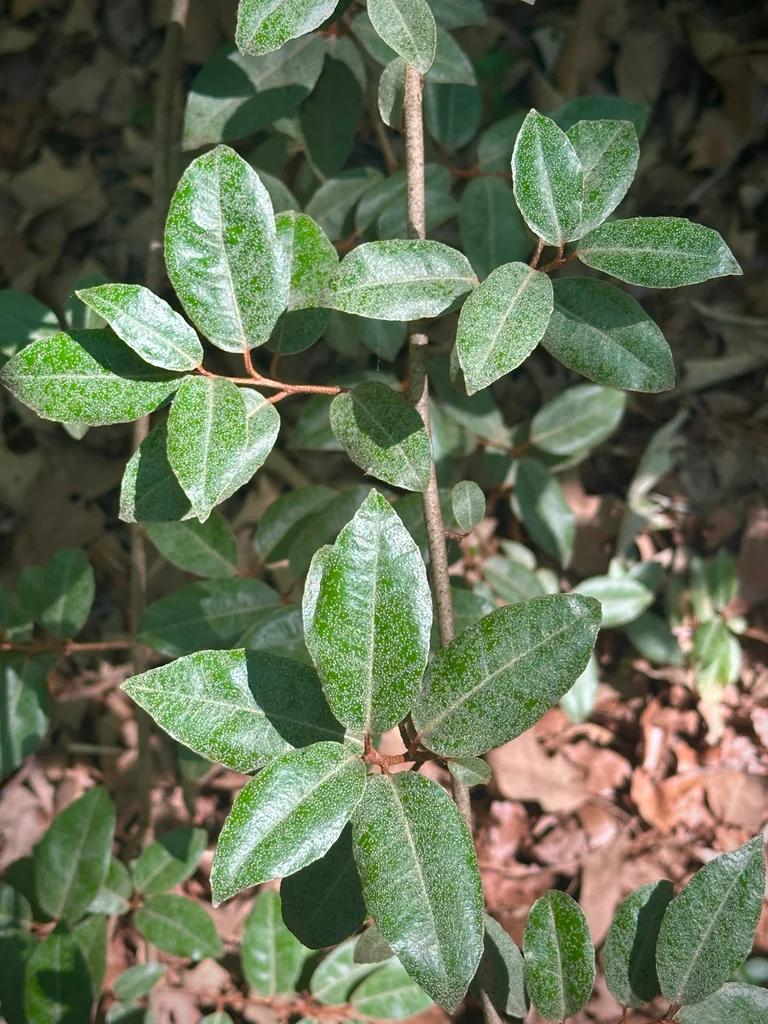 Elaeagnus Pungens