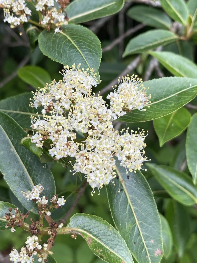 Viburnum Prunifolium