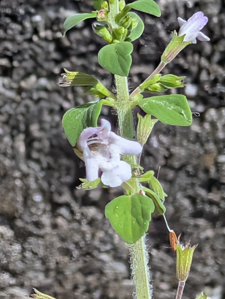 Calamintha Nepeta