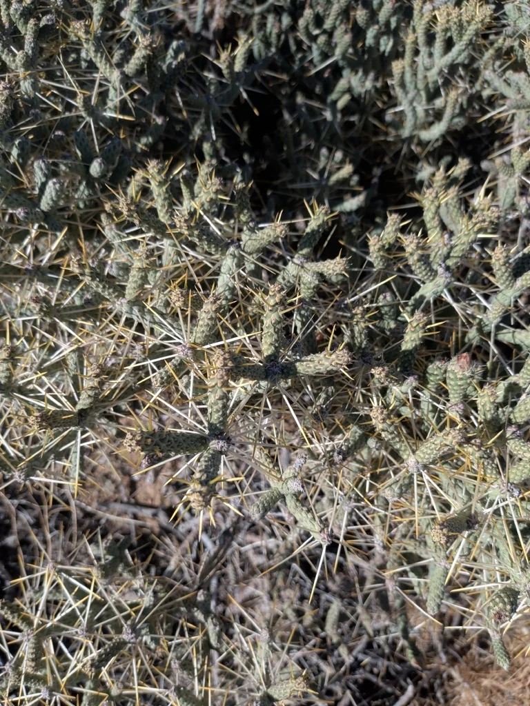 Cylindropuntia Ramosissima