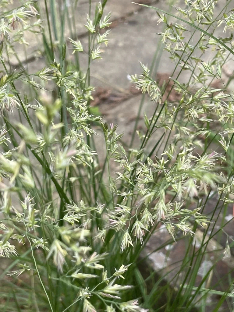 Festuca Rubra