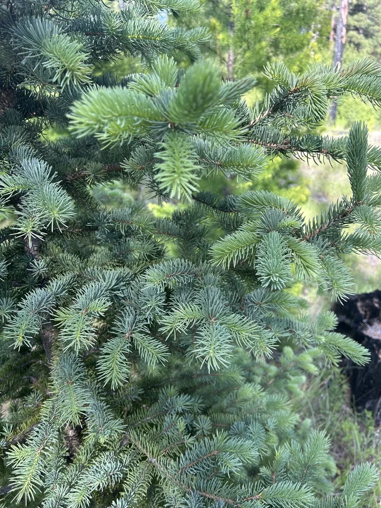 Picea engelmannii
