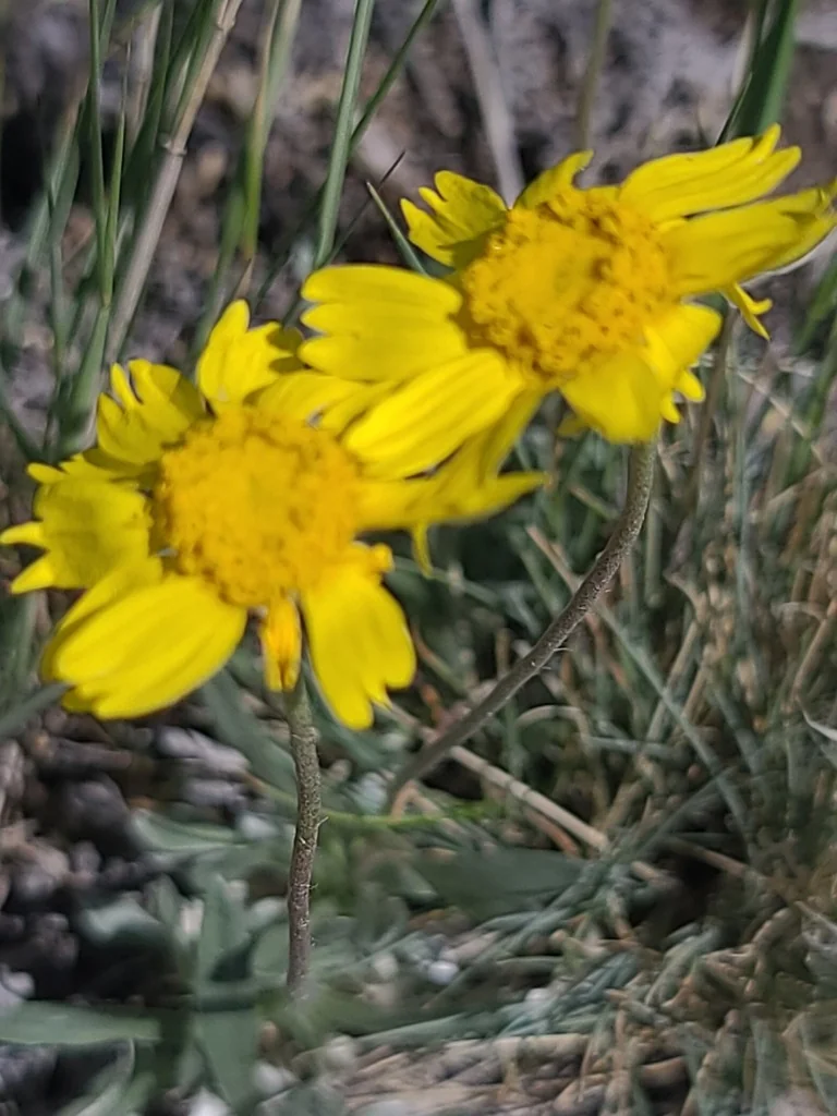 Tetraneuris Acaulis