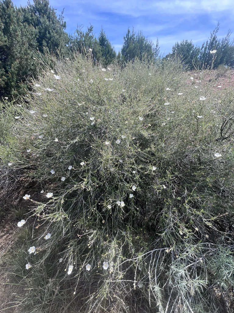 Fallugia Paradoxa