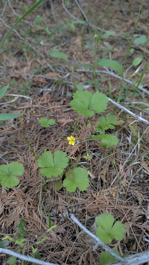 Waldsteinia Fragarioides