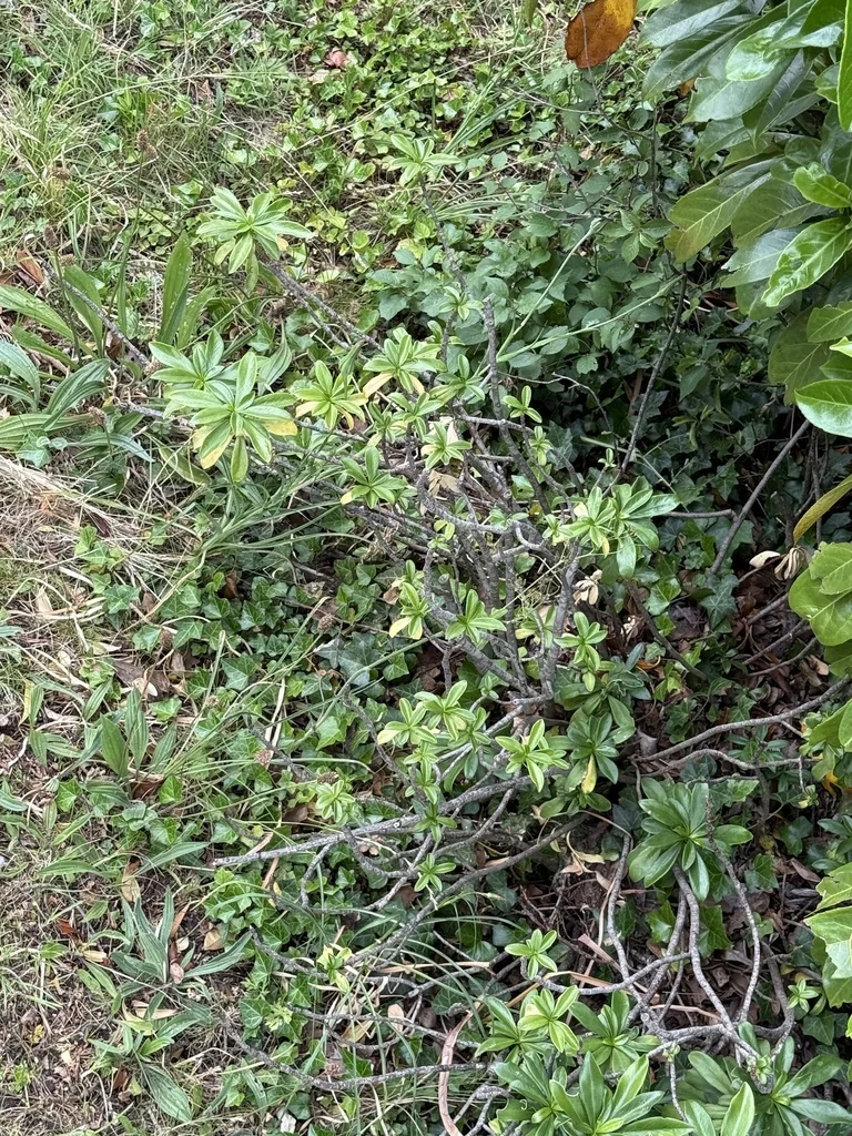 Daphne Laureola