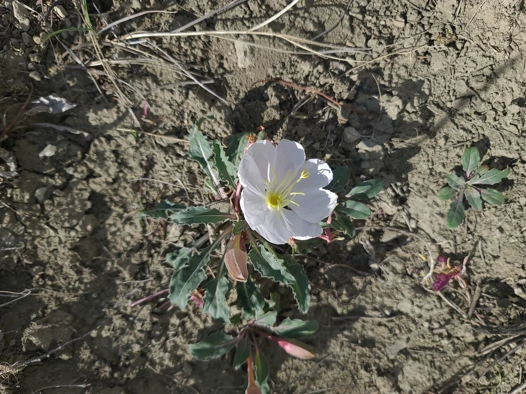 Oenothera Caespitosa