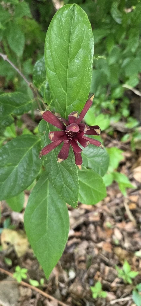 Calycanthus Floridus