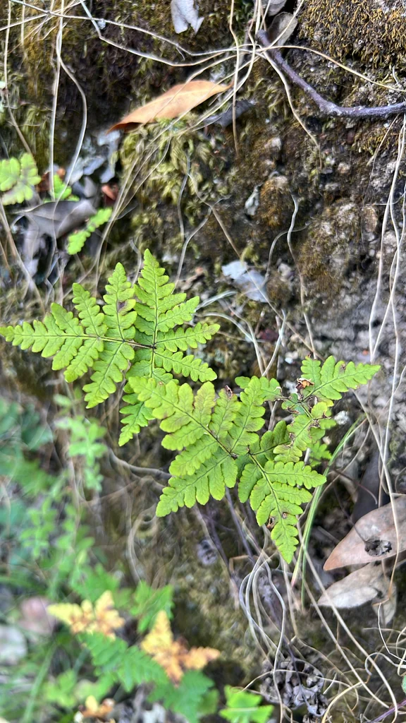 Pentagramma Triangularis
