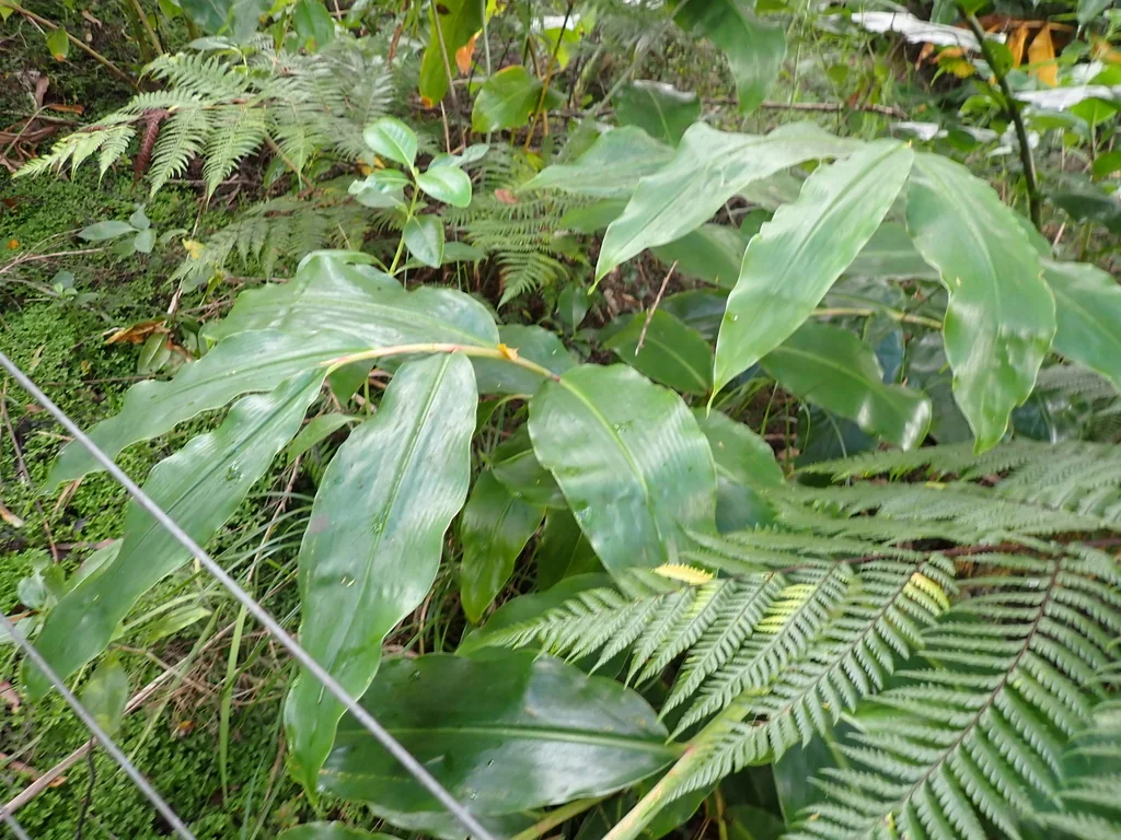 Hedychium Gardnerianum