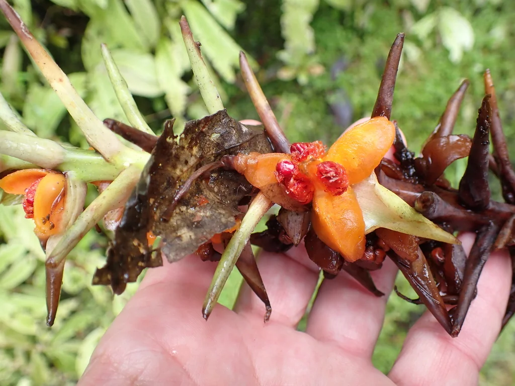 Hedychium Gardnerianum