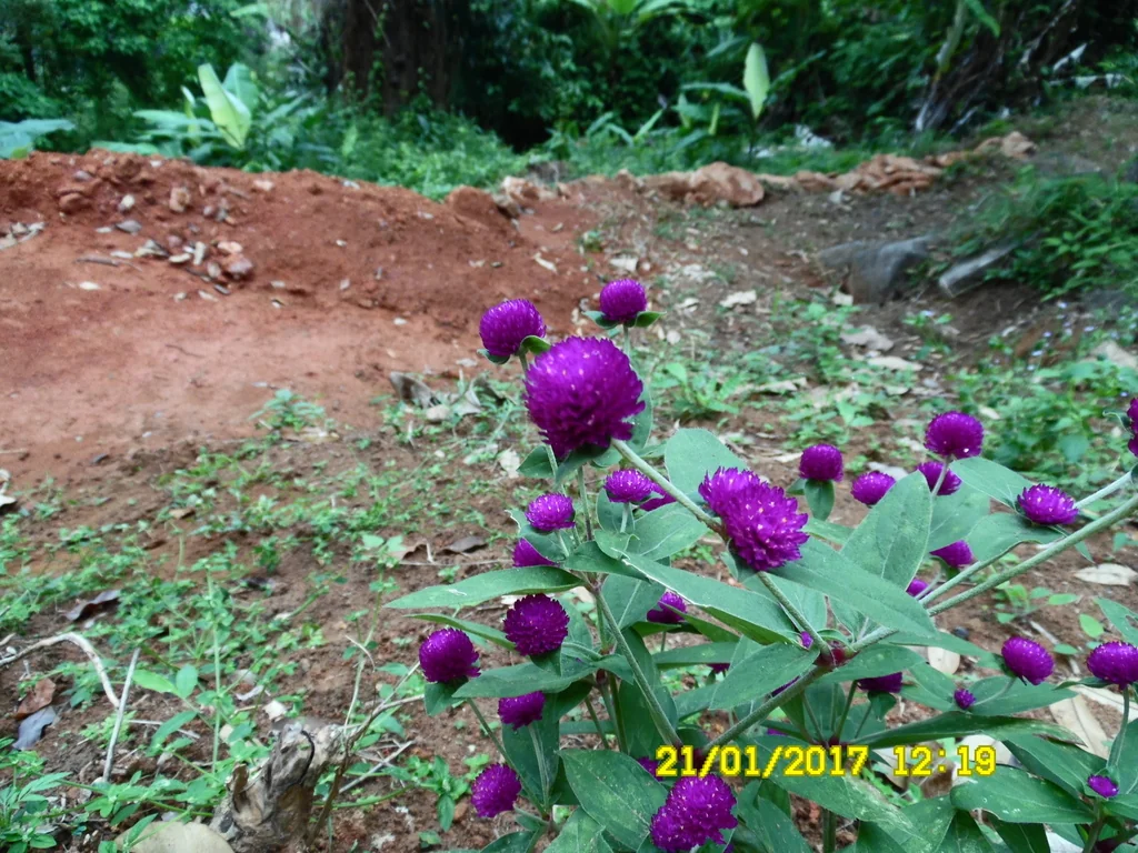 Gomphrena Globosa