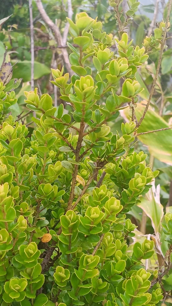 Myrsine Africana