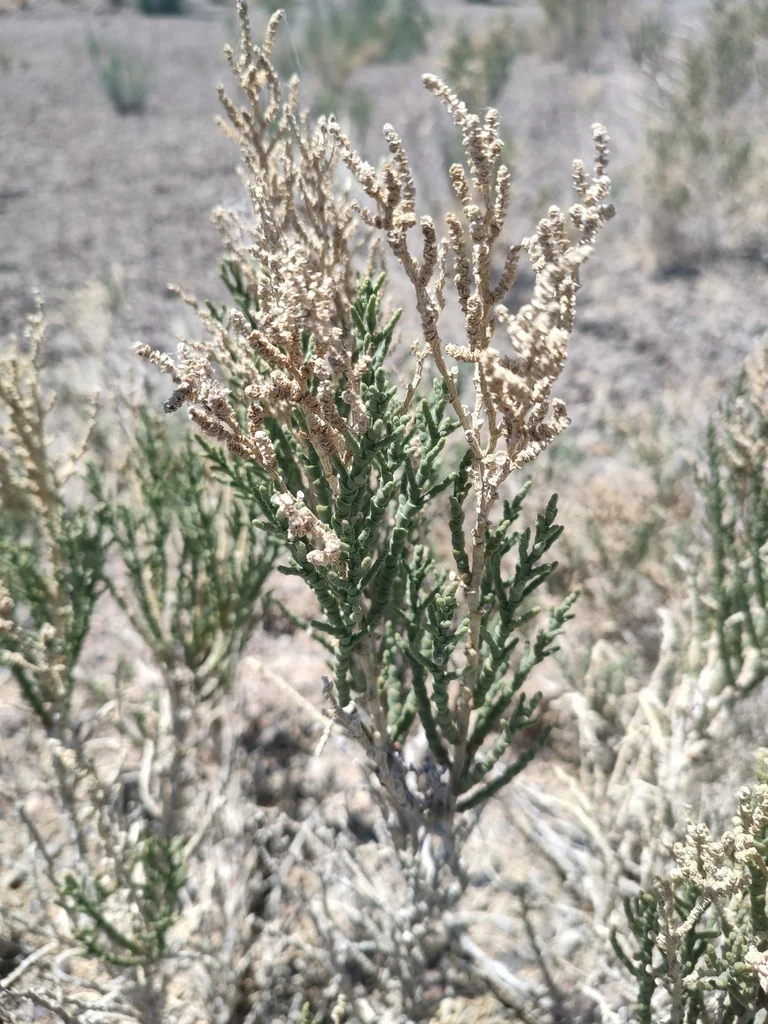 Allenrolfea Occidentalis