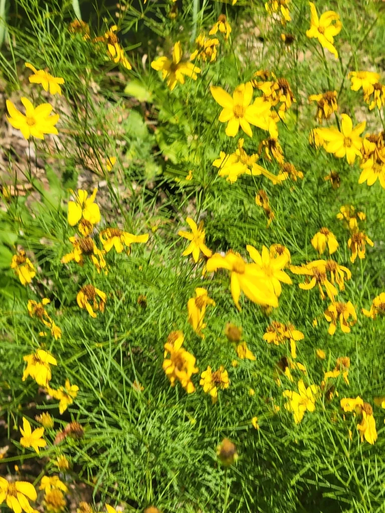 Coreopsis verticillata