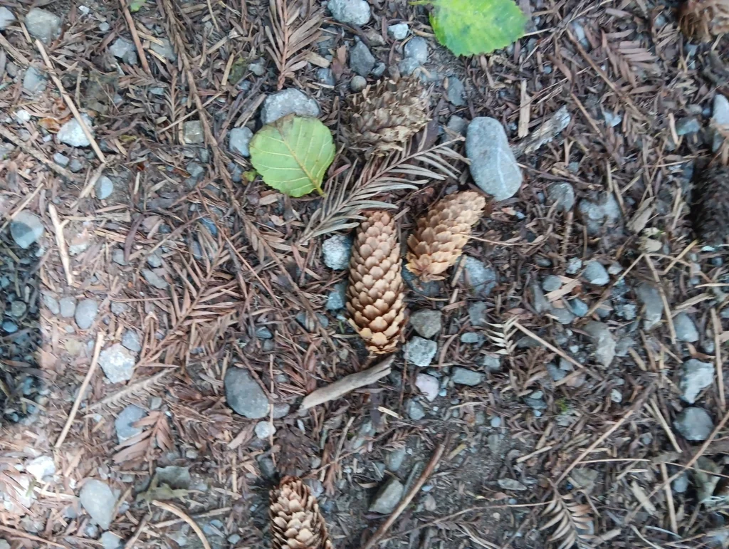 Picea Sitchensis