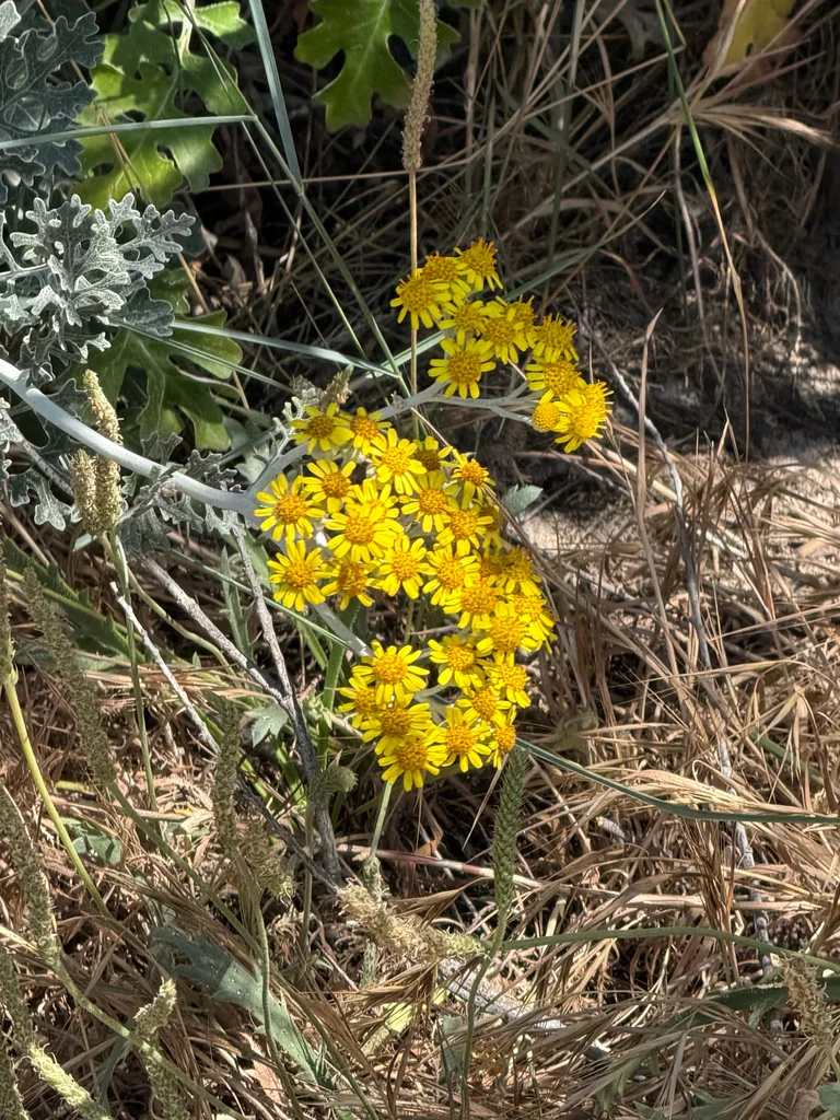 Senecio Cineraria