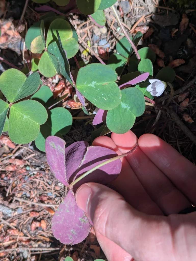 Oxalis Oregana