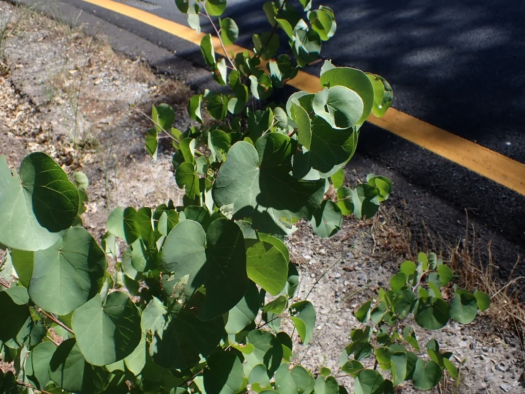 Cercis Occidentalis