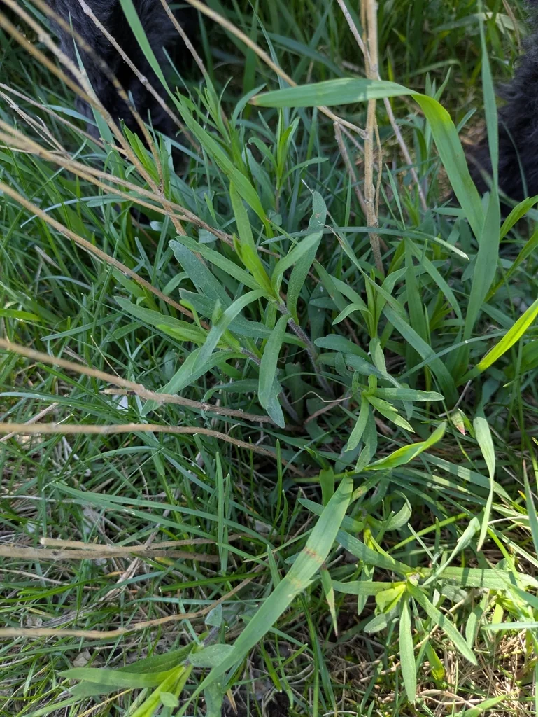 Artemisia Dracunculus