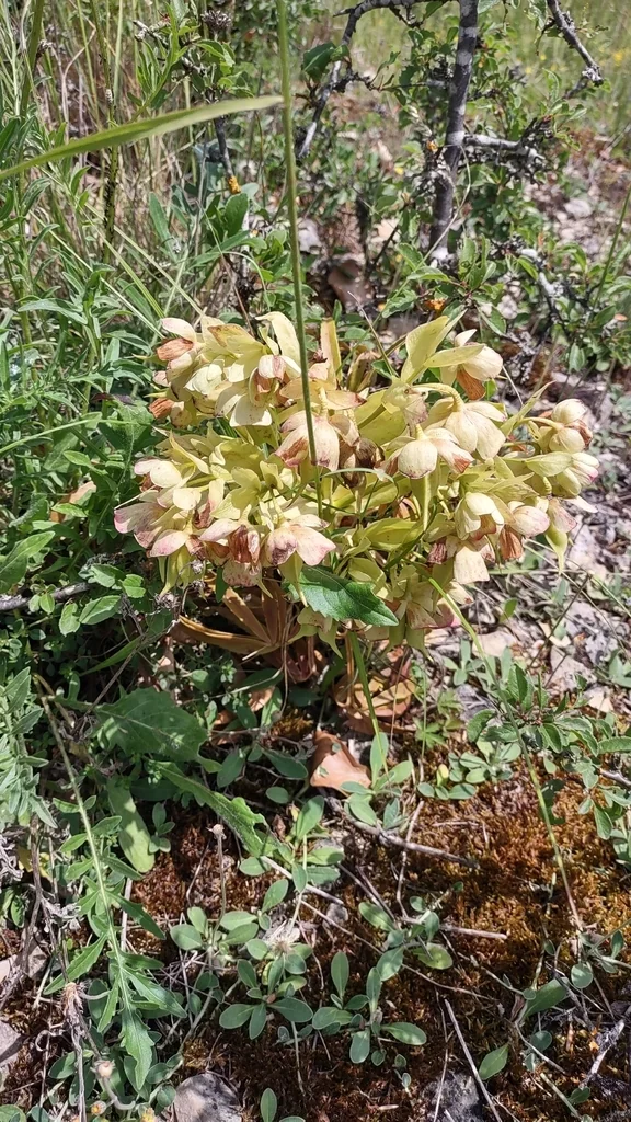 Helleborus Foetidus
