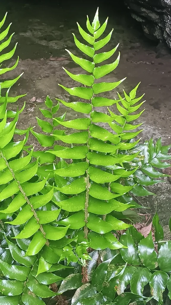 Cyrtomium Falcatum