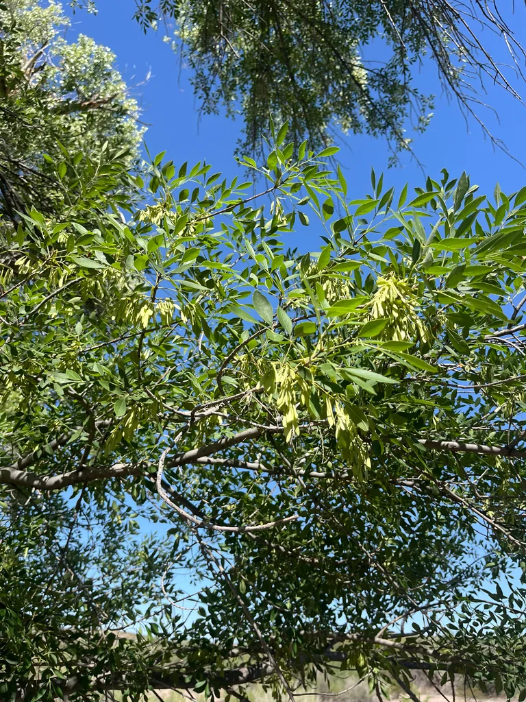 Fraxinus Velutina