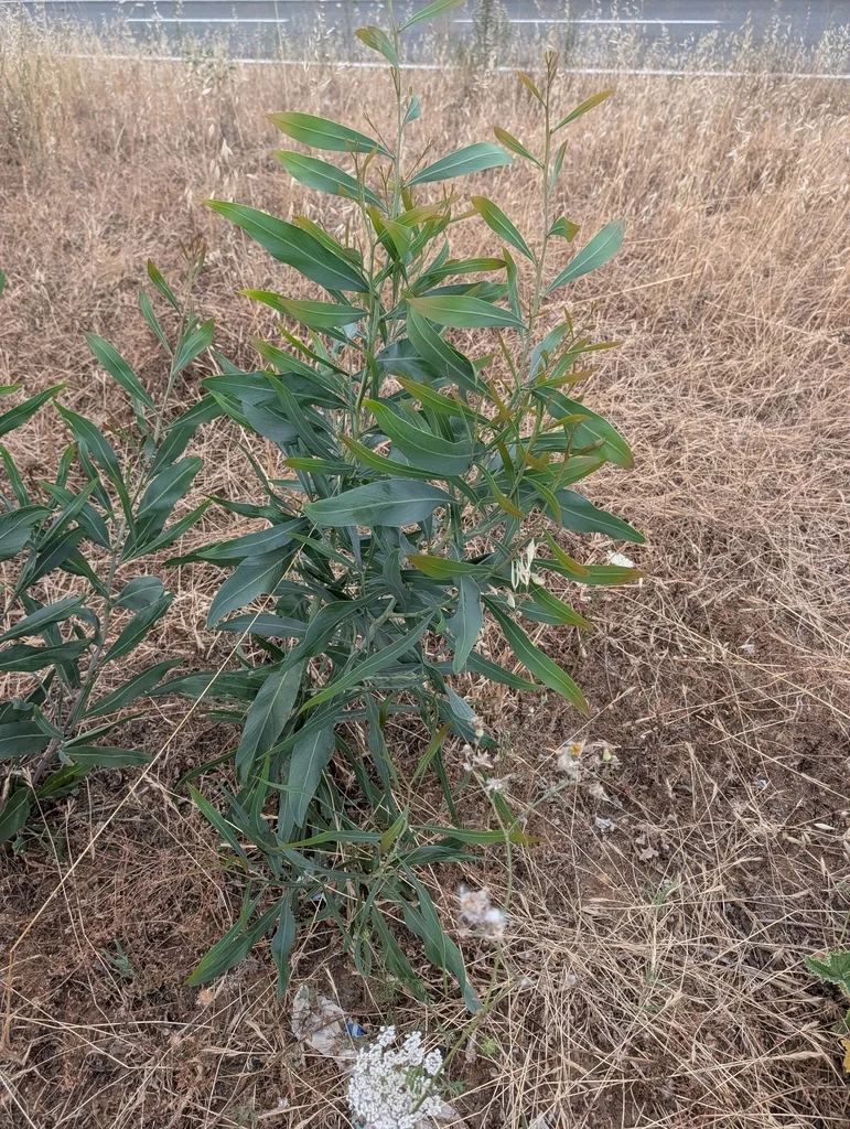 Acacia Saligna